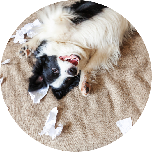 Sound Orthodontics - Product warranty