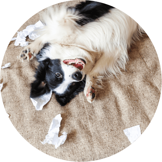 Sound Orthodontics - Product warranty